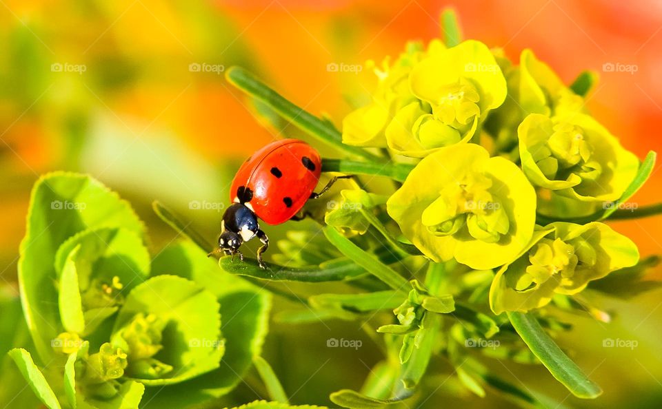 Ladybug