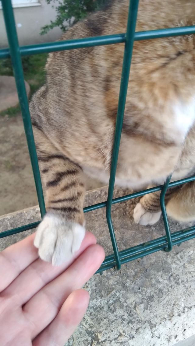 cat