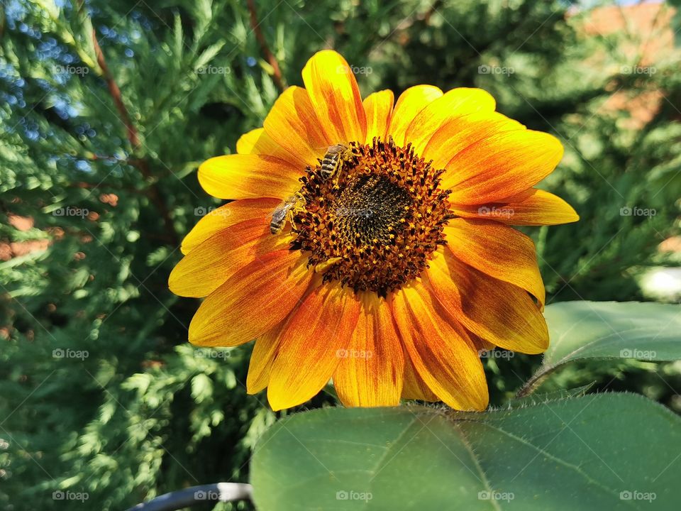 Bienen besuchen die rote Sonnenblume