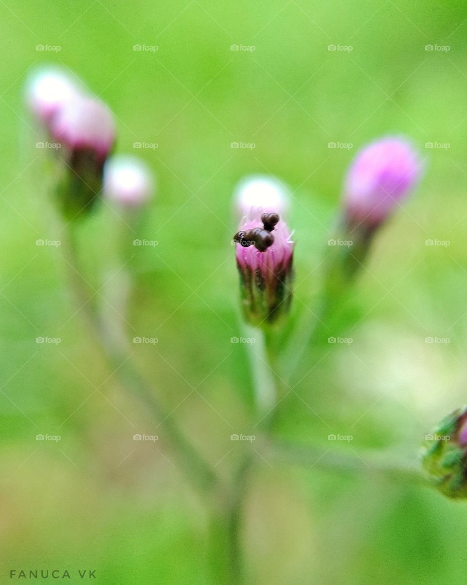 pequena flor