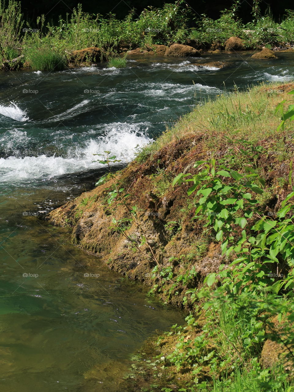 Beautiful green foliage covers the banks of Blue River as it rushes by on a sunny spring day in Western Oregon. 