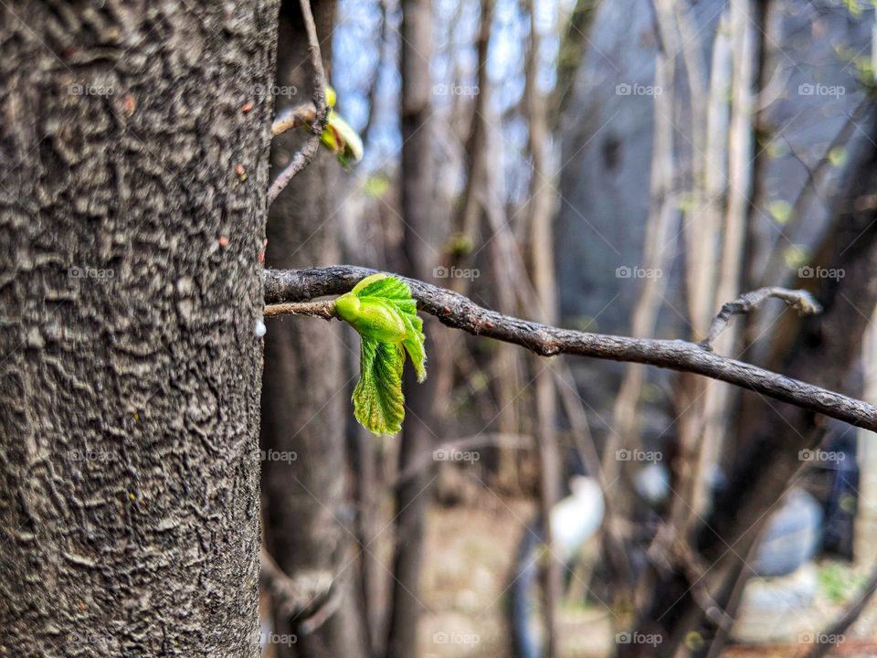 Hazelnut tree in spring