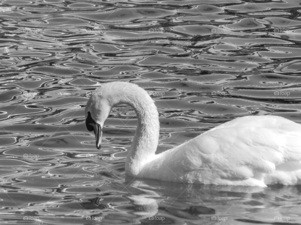 Swan in Water