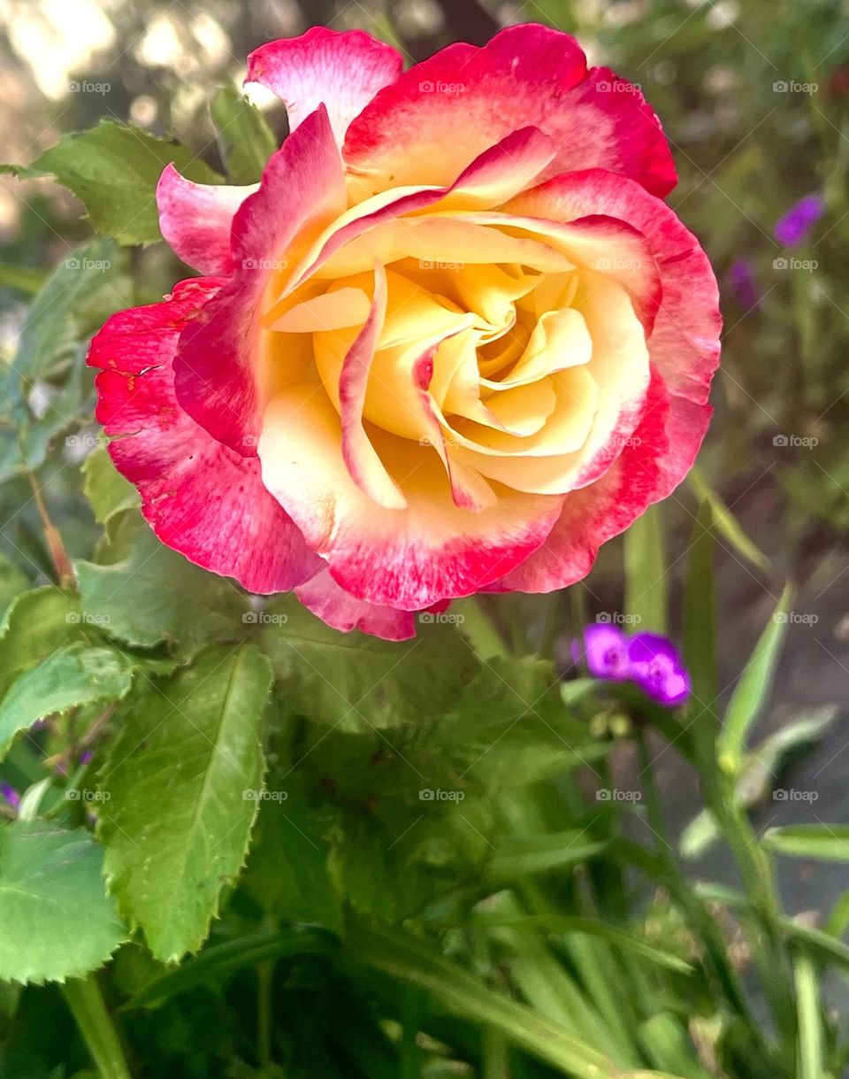 The photo shows a large rose with bright red edges of the petals.