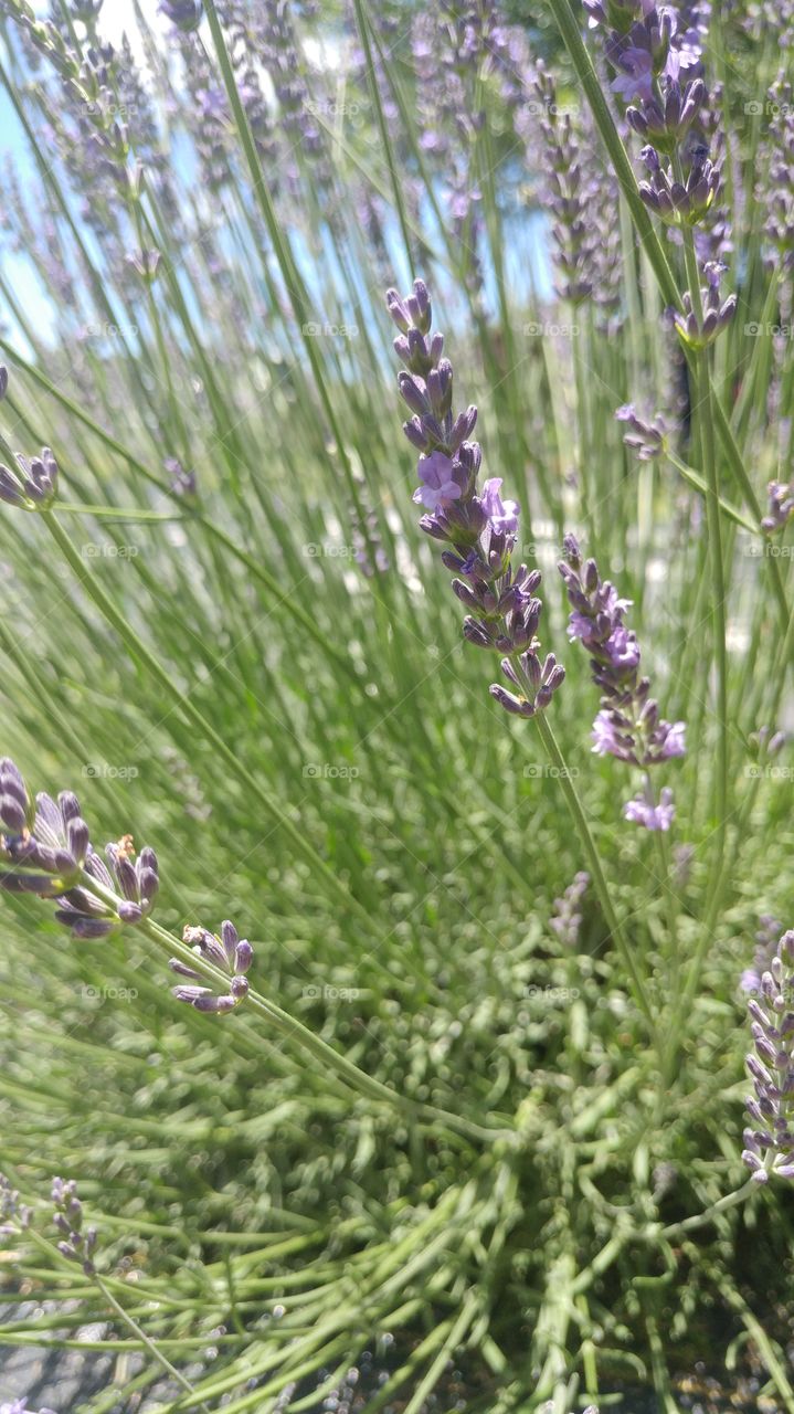 close-up of lavender plant