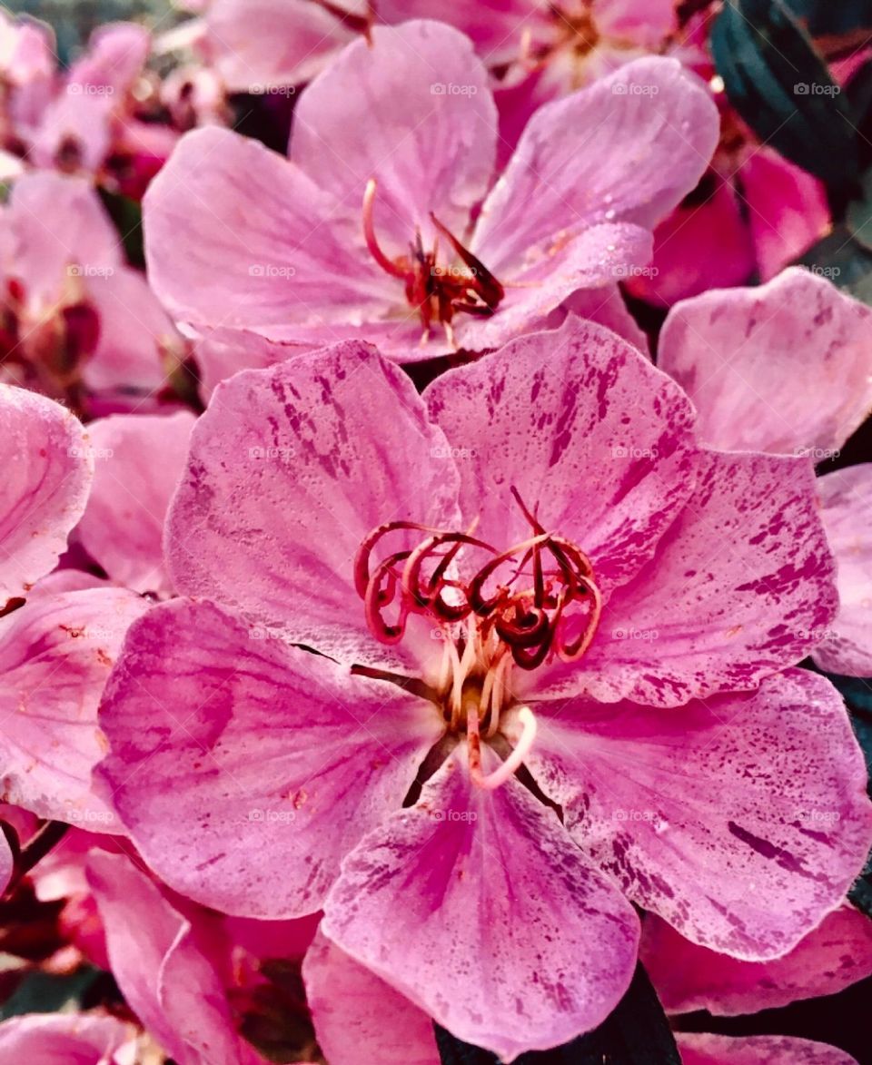 🌹 🇺🇸 Very beautiful flowers to brighten our day.  Live nature and its beauty. Did you like the delicate petals? / 🇧🇷 Flores muito bonitas para alegrar nosso dia. Viva a natureza e sua beleza. Gostaram das pétalas delicadas? 