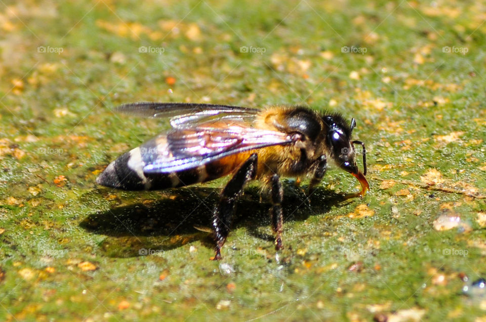 A wasp that carries water to wet the wasp house
