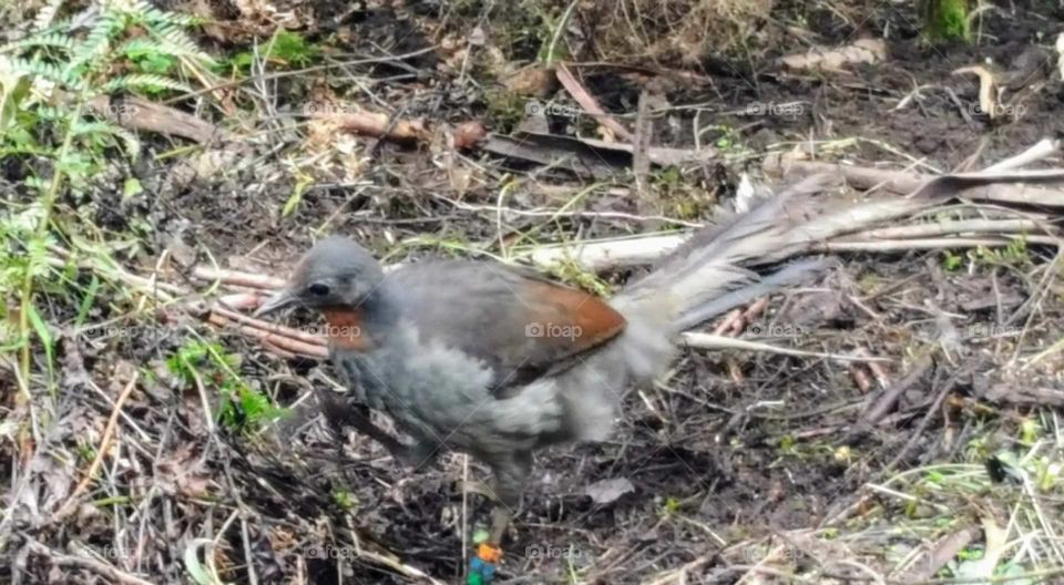 lyrebird