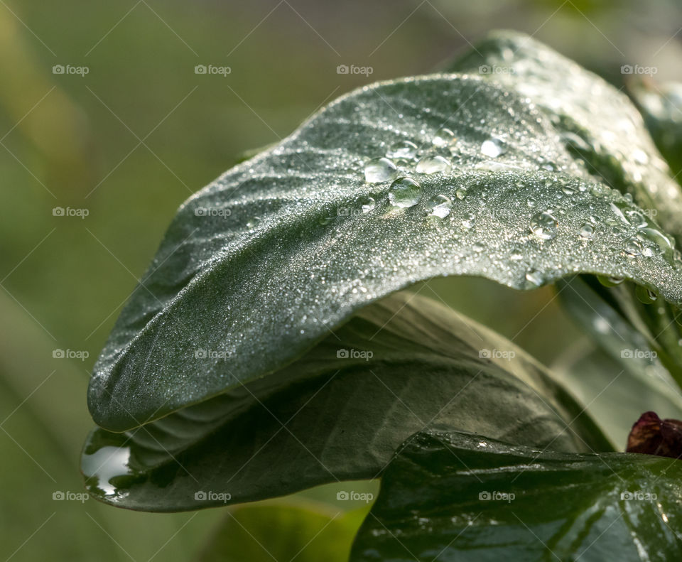 Dew drop on leaf in morning