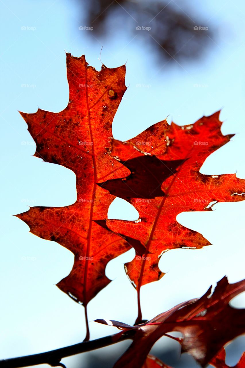 red leaves on tree