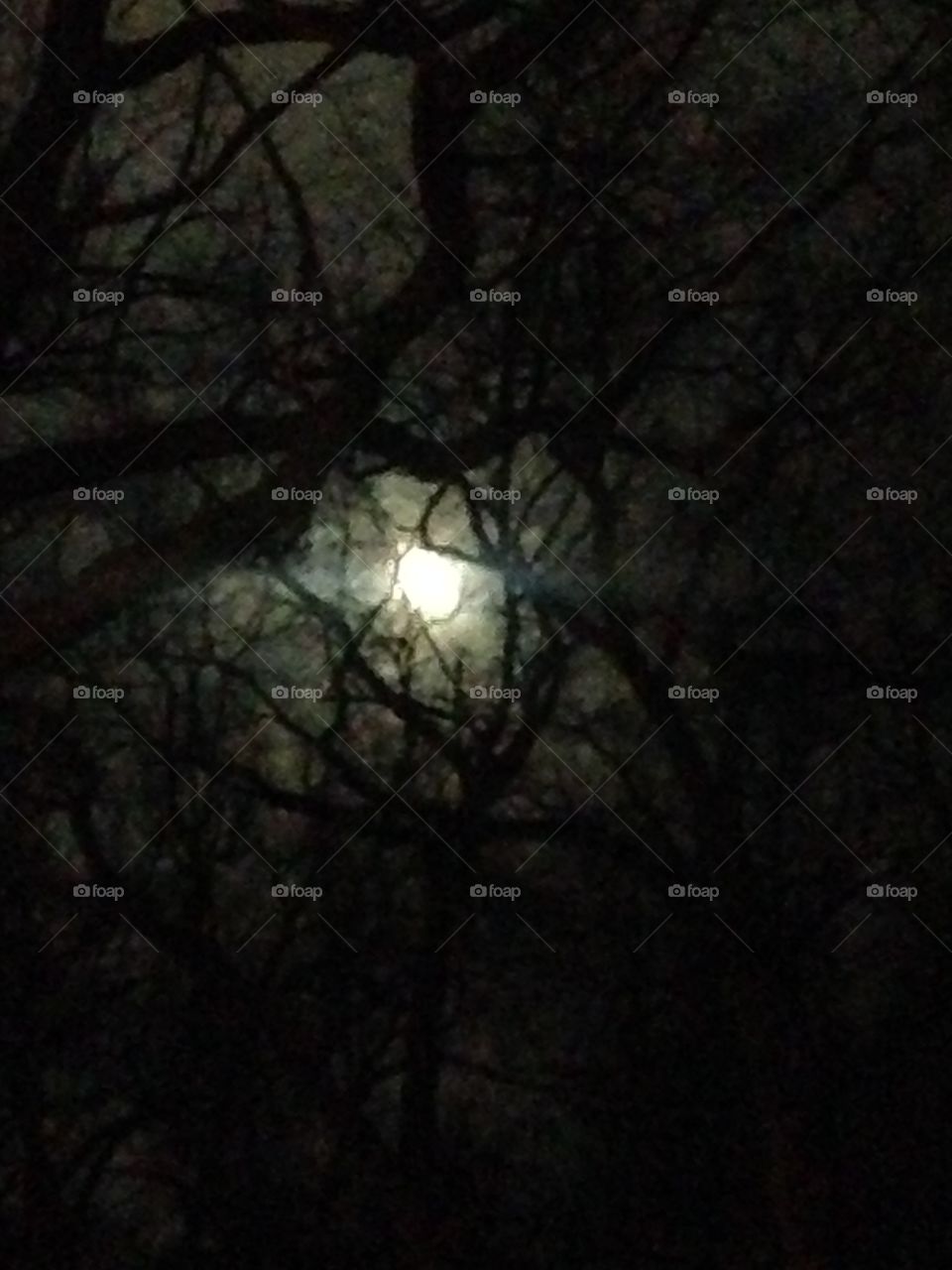 Moon and Branches 