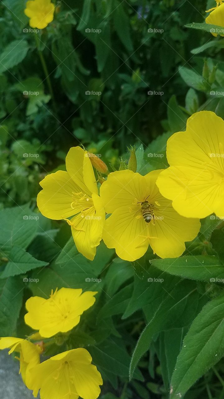 Busy little bee
