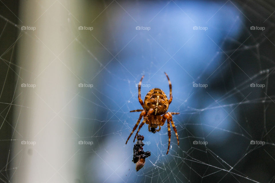 1st signs of Autumn. This spider has set her web up close to my house to capture bugs looking for the extra warmth near the house. Her latest meal is sitting below her in the web. Spiders are an important part of the food chain! 🕷