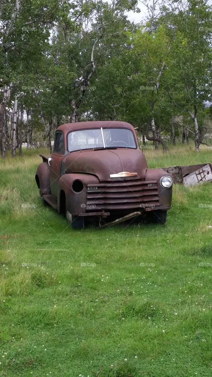 1948. truck found on a sheep farm