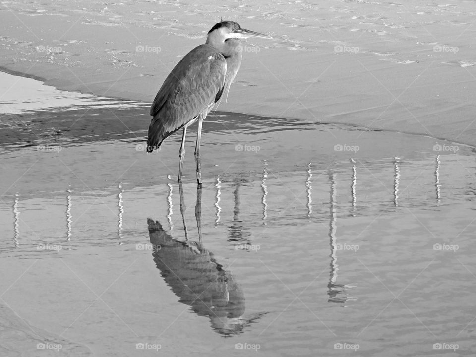 Great Blue Heron and reflection in the Gulf of Mexico - The Great Blue Heron is the largest of the North American herons with long legs, a sinuous neck, and thick, daggerlike bill. Head, chest, and wing plumes give a shaggy appearance. 
