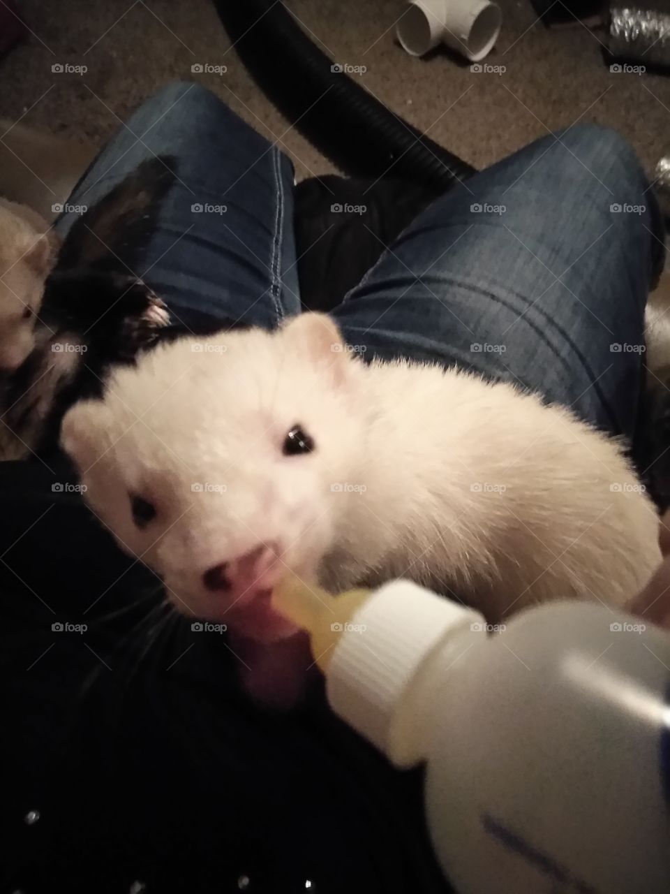 my ferret Whitey Bulger drink out a bottle
