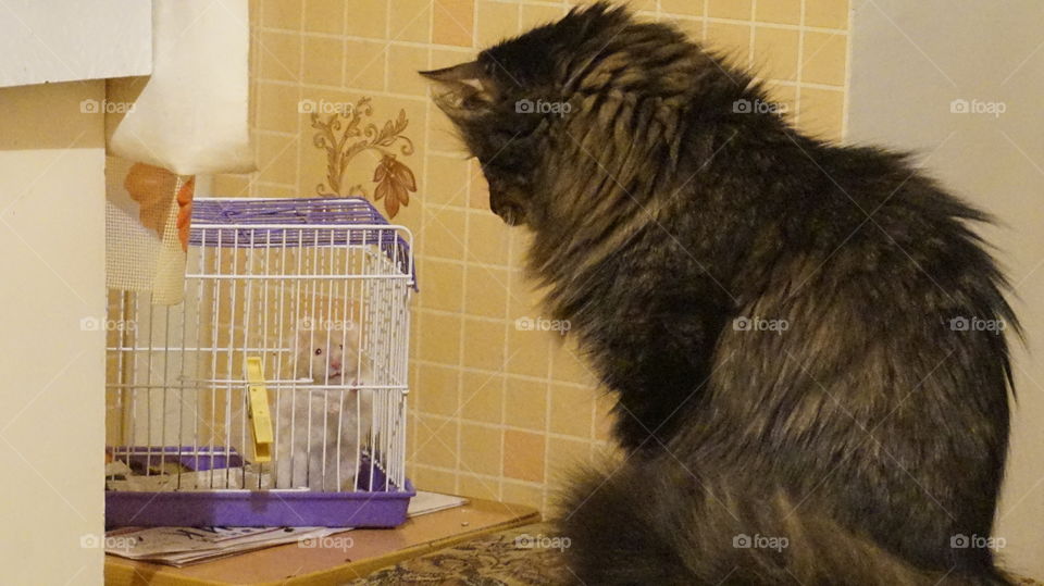 acquaintance with the cat hamster. animals