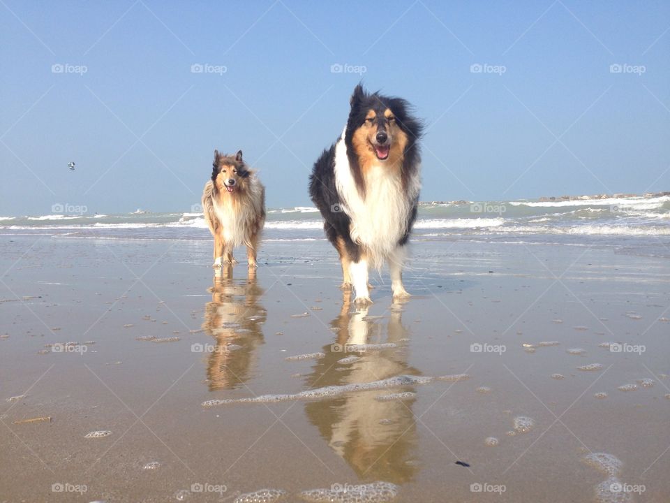A day at the beach. My dogs enjoying a wind morning on the shore!