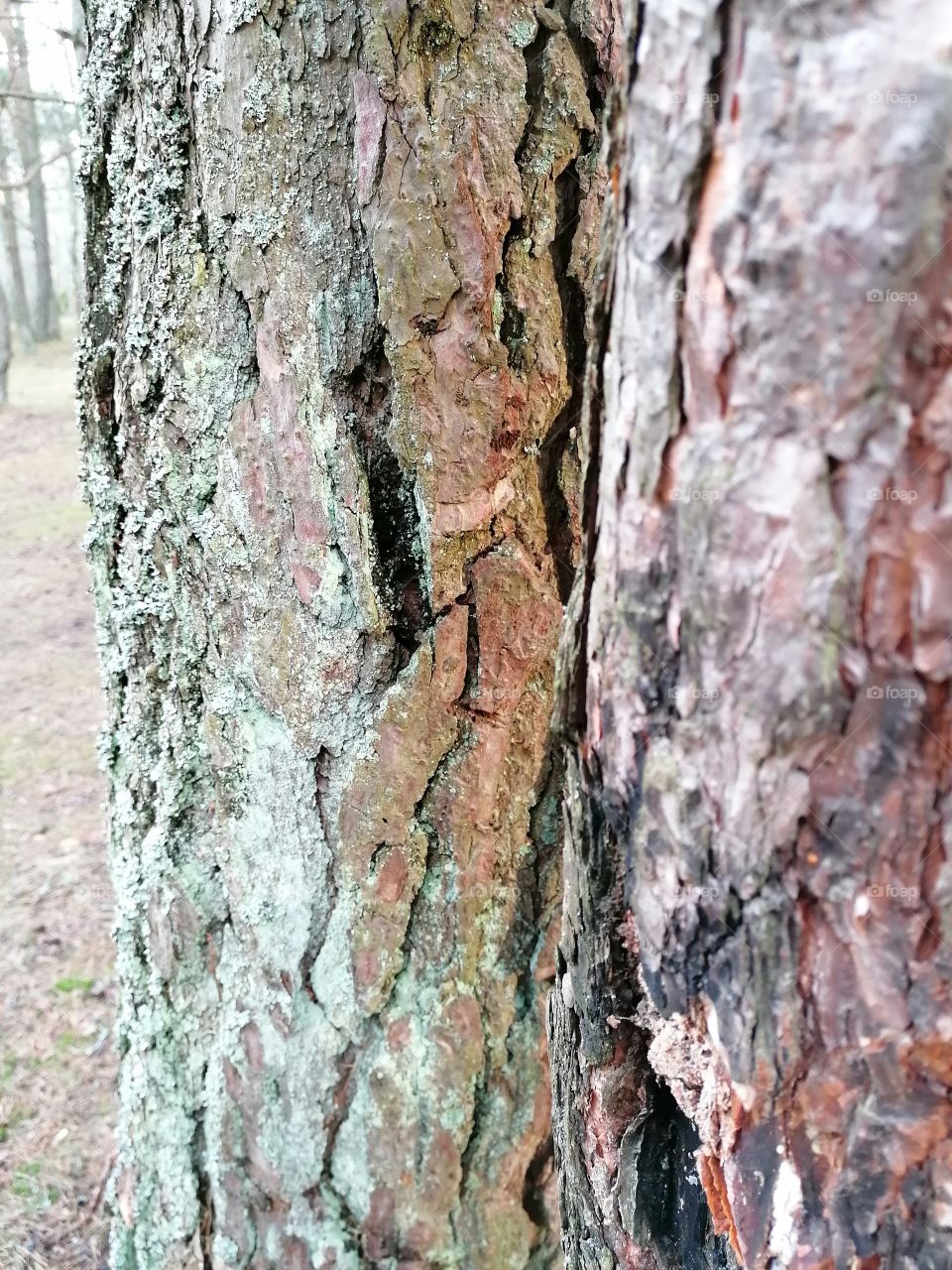 Tree bark