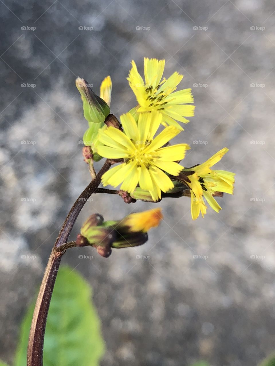 A little yellow flower in the parking lot. It grows in the middle of the cars, adding some color to the grey-ish environment...