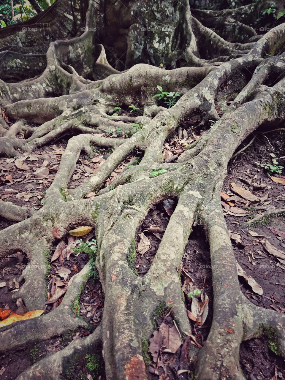 the old tree root