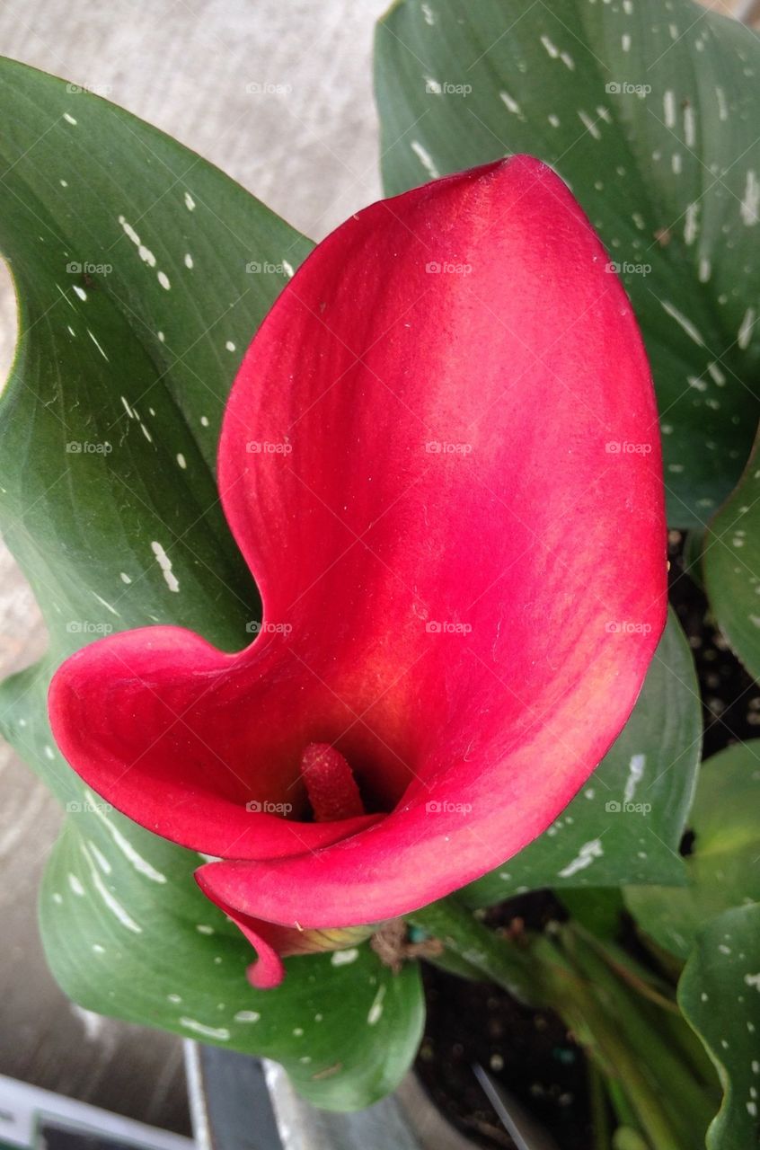 Elevated view of red calla lily flower