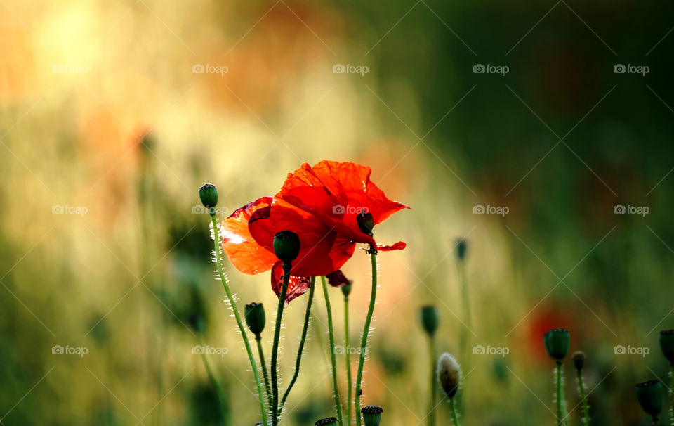 Poppy light