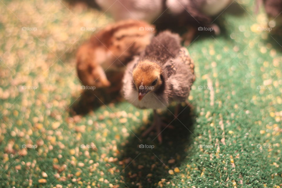 Fine feathered friends