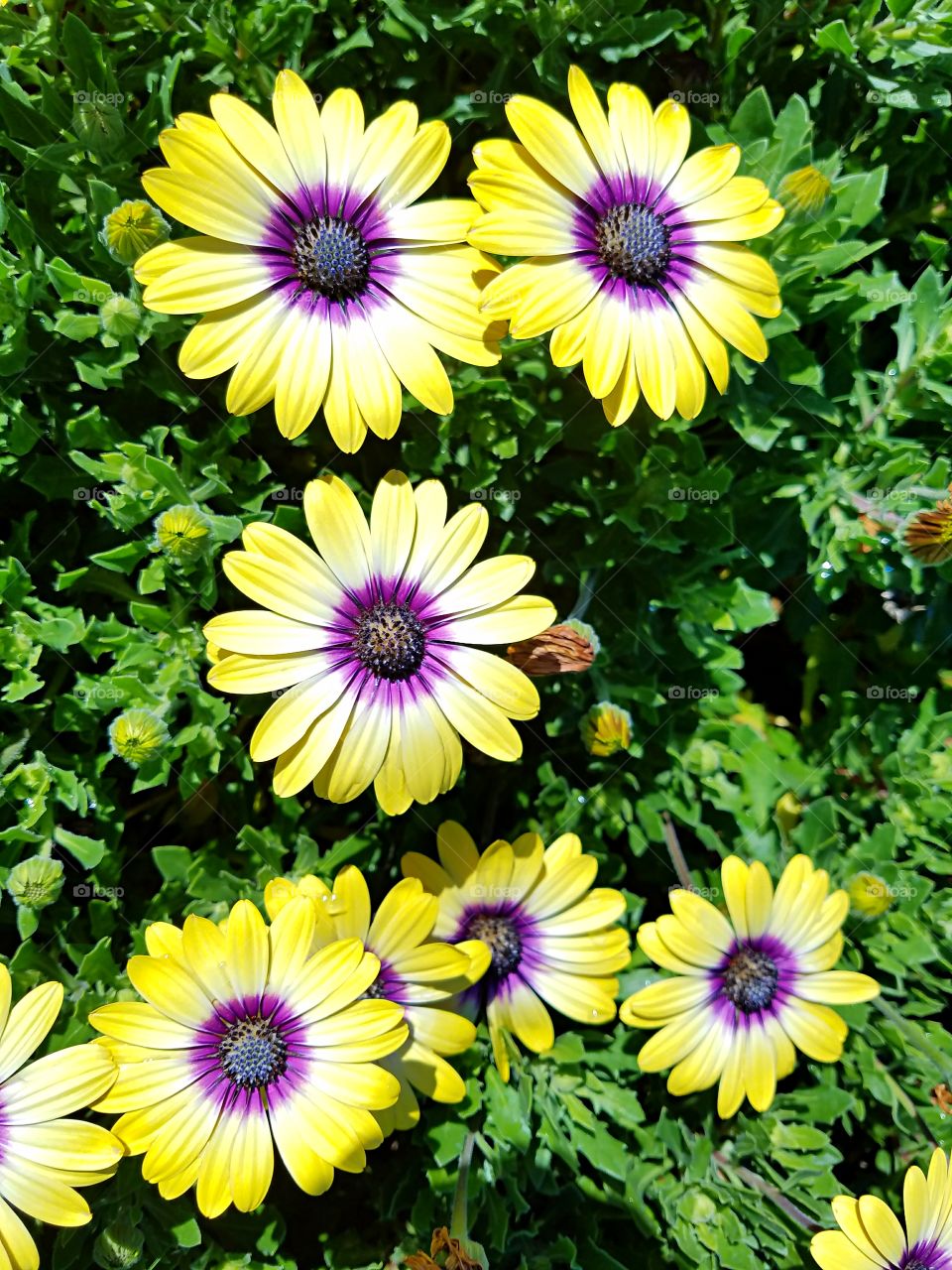 Colorful yellow & purple daisies!