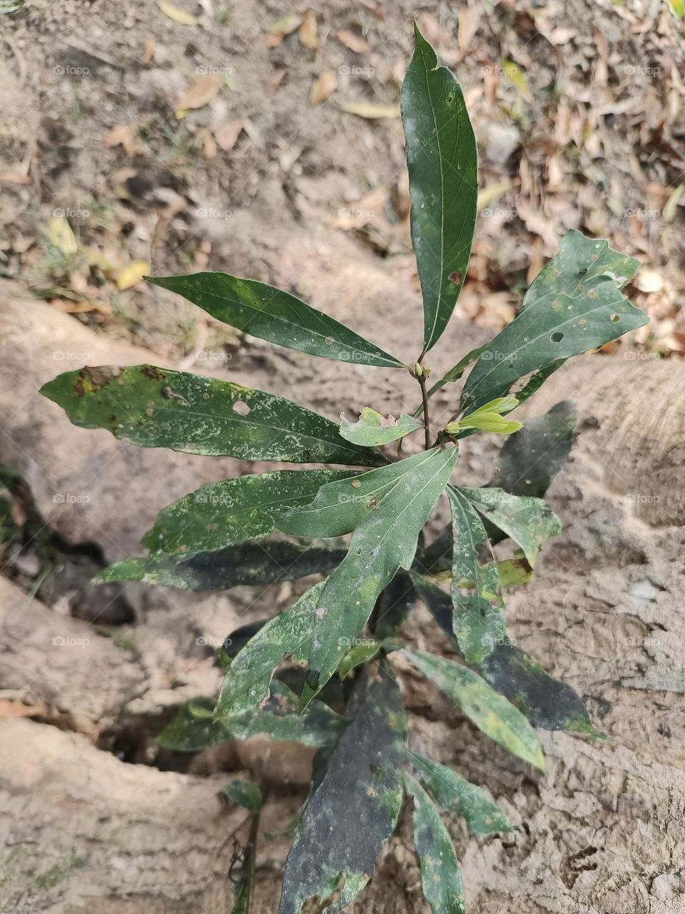 Red Nan, a very common tree species in Taiwan
