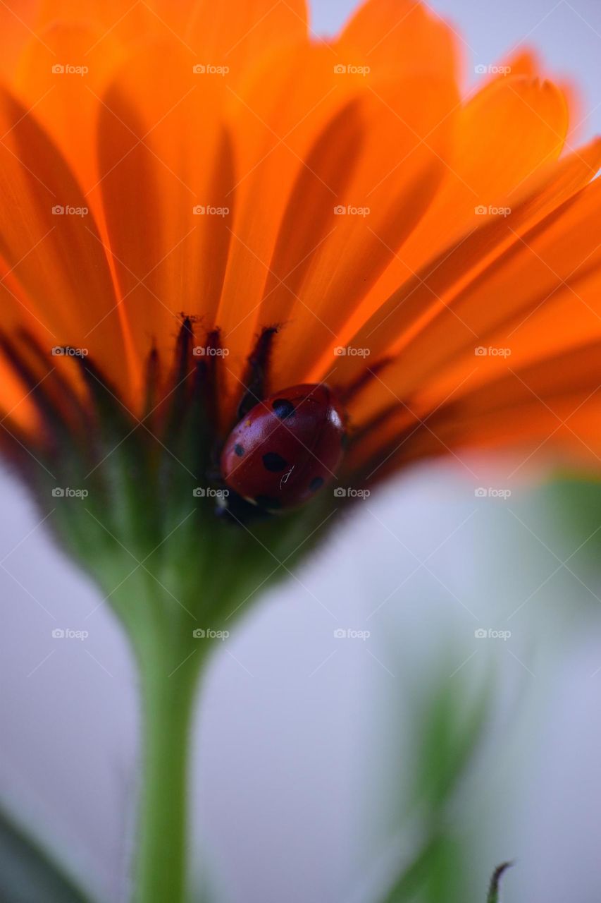 ladybug and flower seen from ground to up