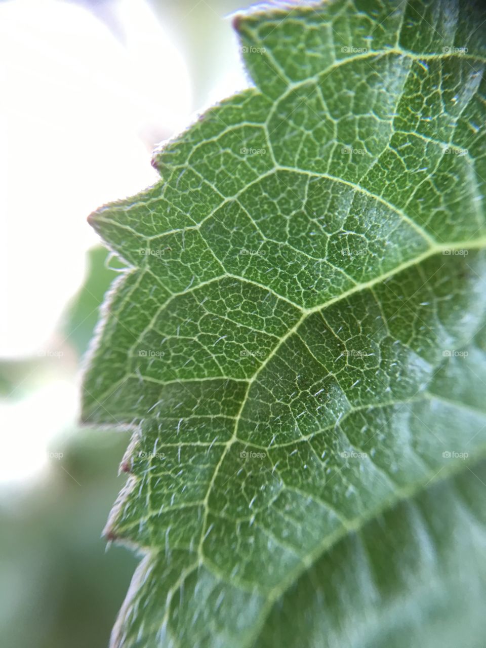 Leaf