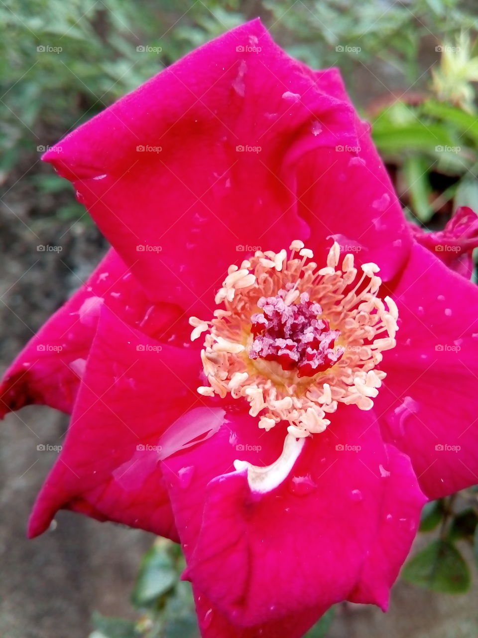 beauty of rose
