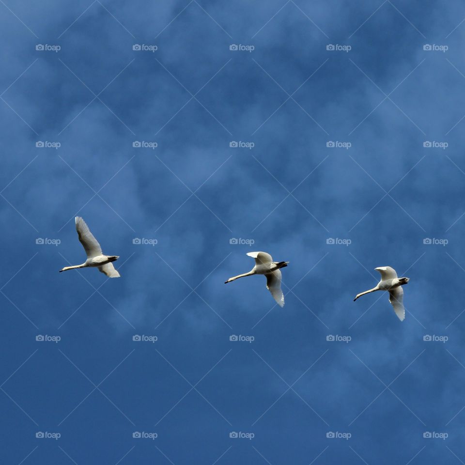 Heading south and Flying high in formation