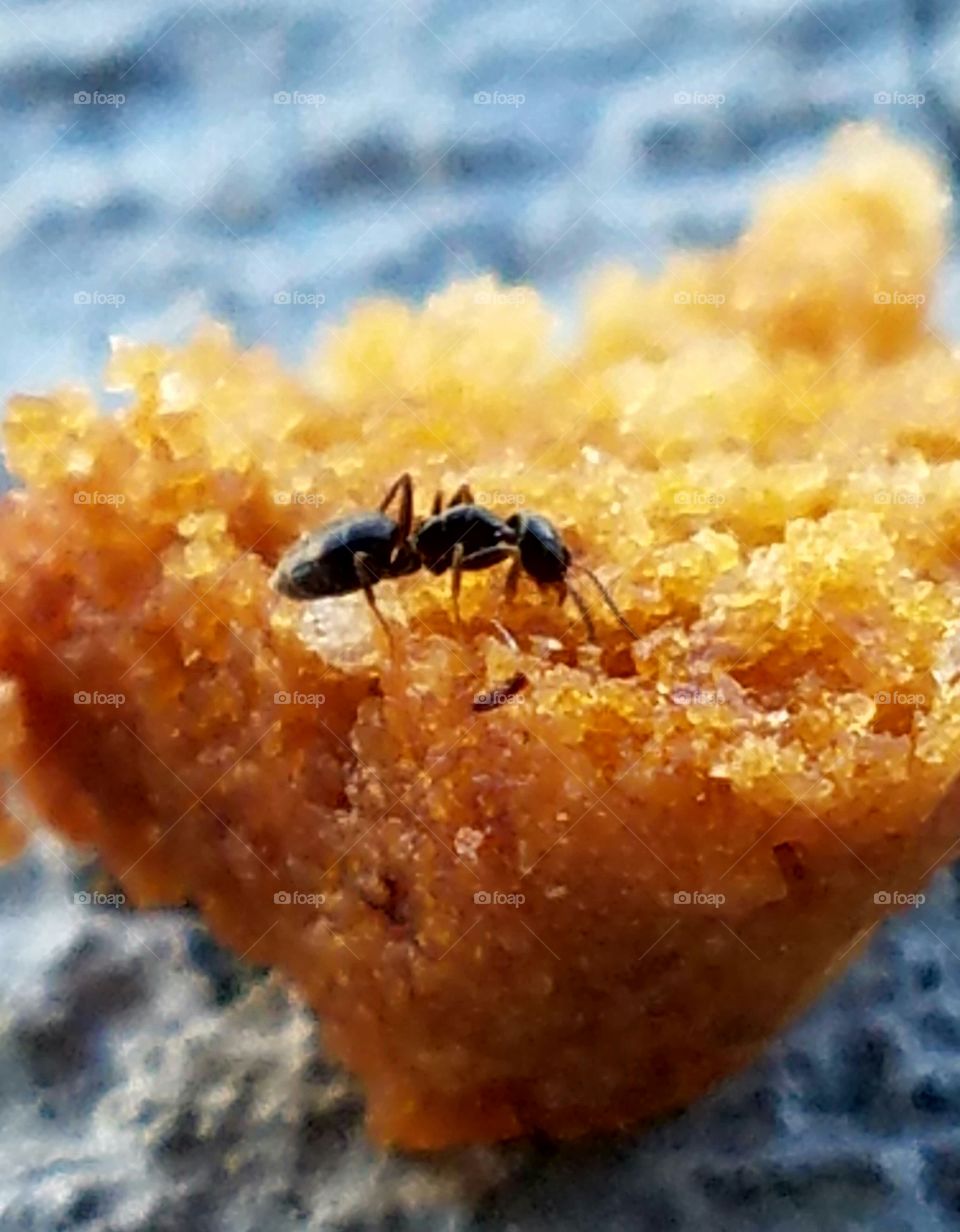 Ant meal