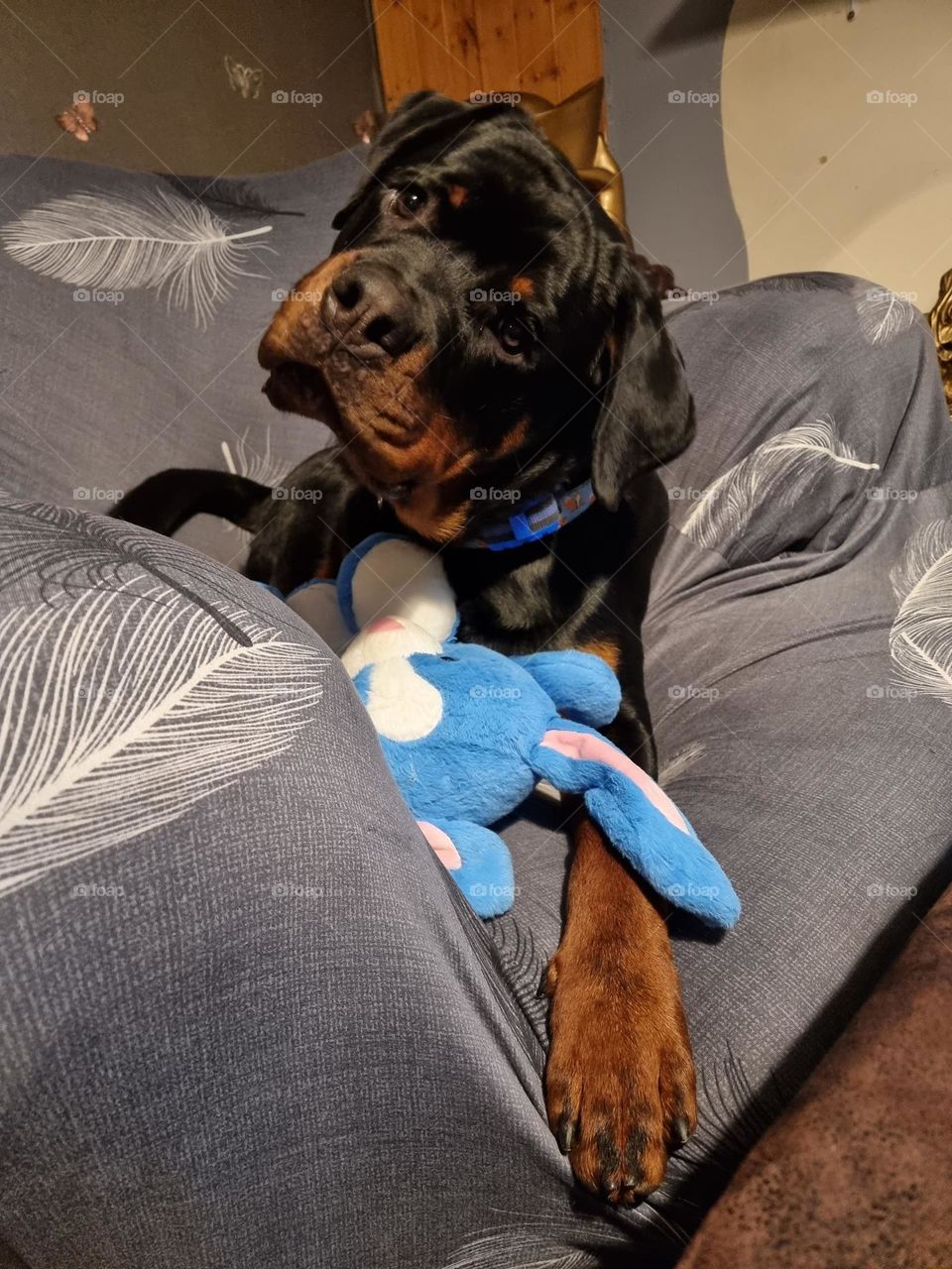 crash the rotweiller and his bunny