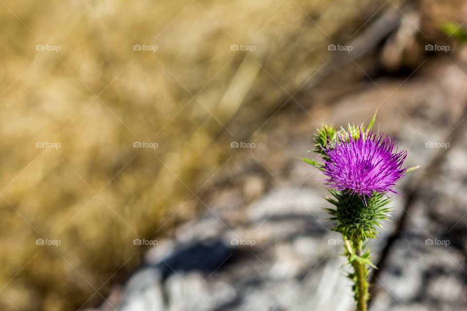 Thistle 