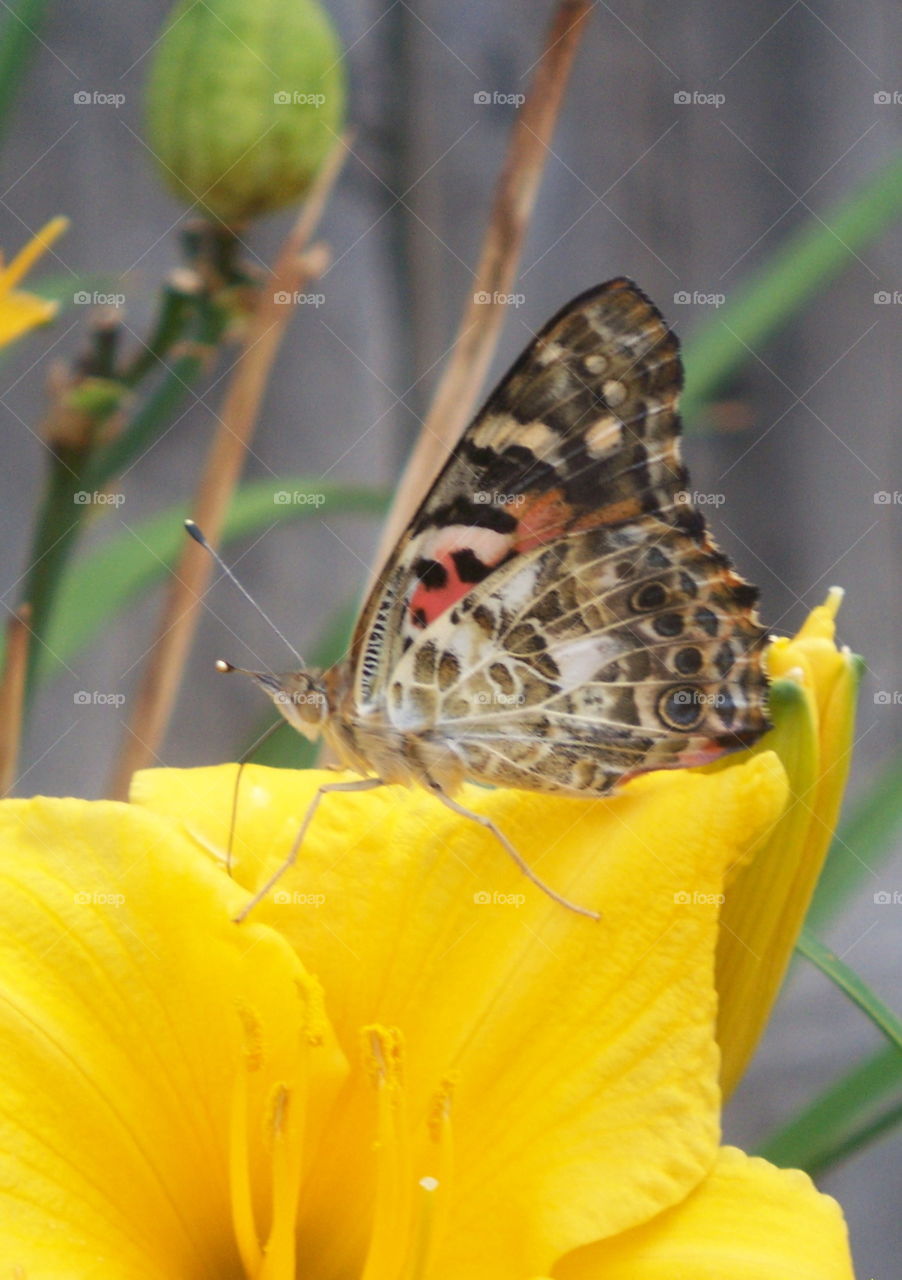 Painted Lady 1 