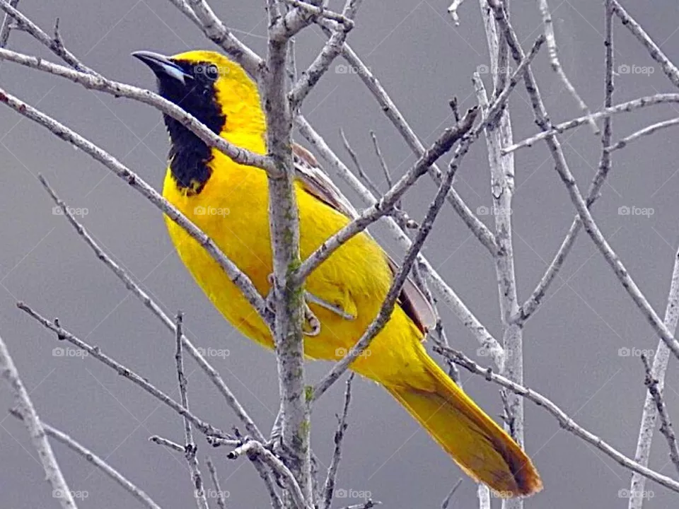 Oriole