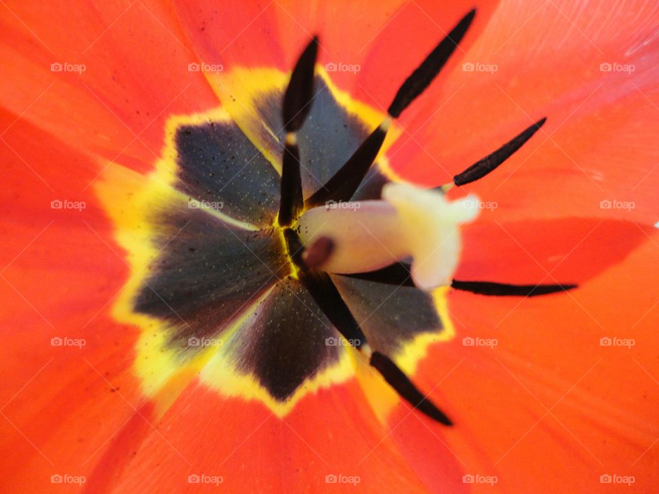 red tulip beautiful texture background portrait plant, spring nature