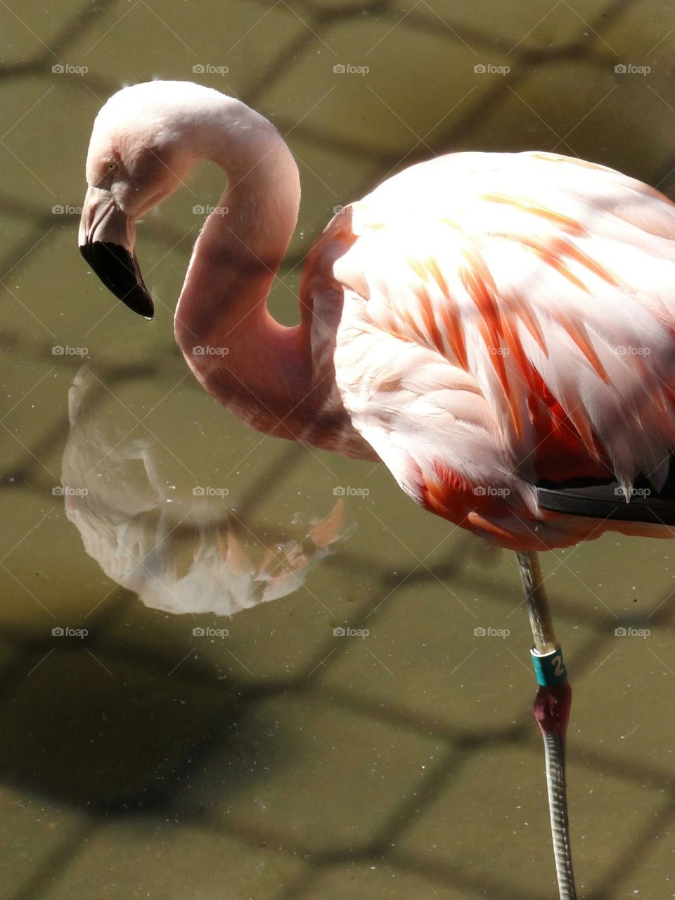 reflecting flamingo