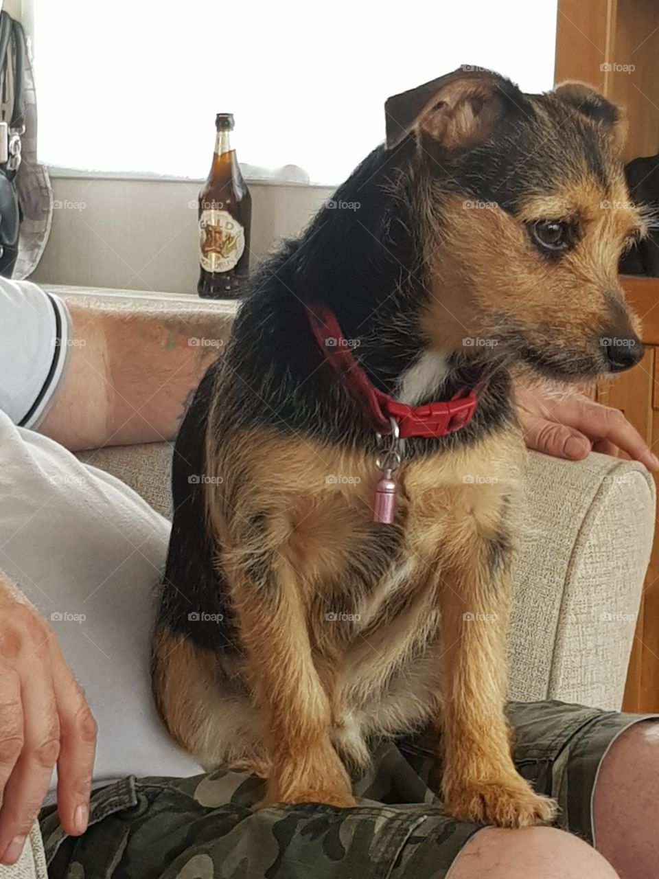 small terrier