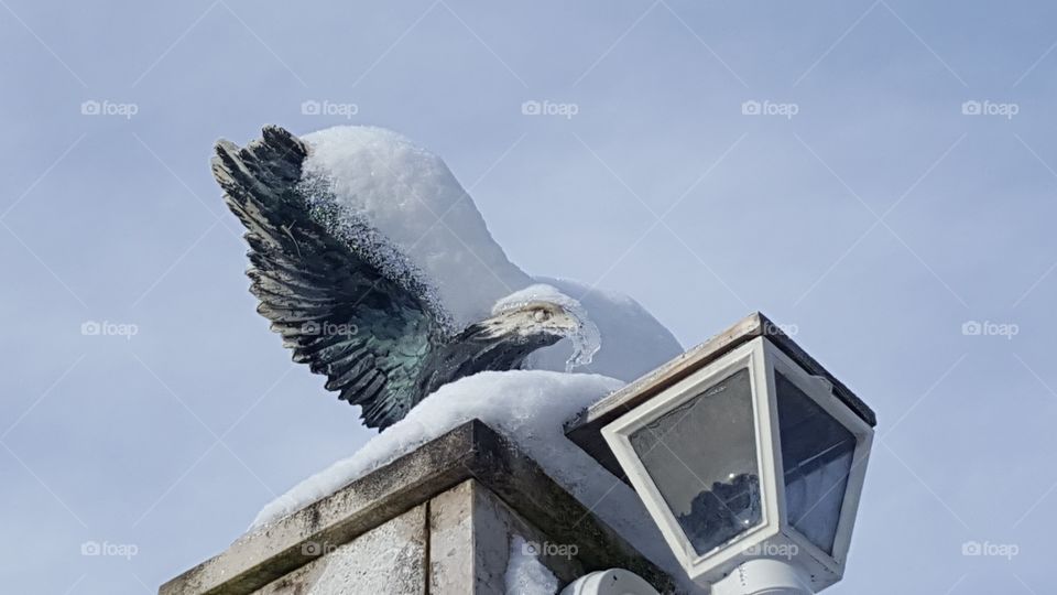 cold eagle