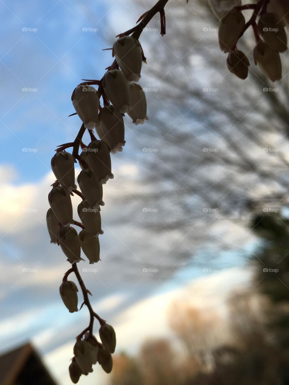 Japanese andromeda flowers shadowed in the late evening sunset with clouds and trees in the background.