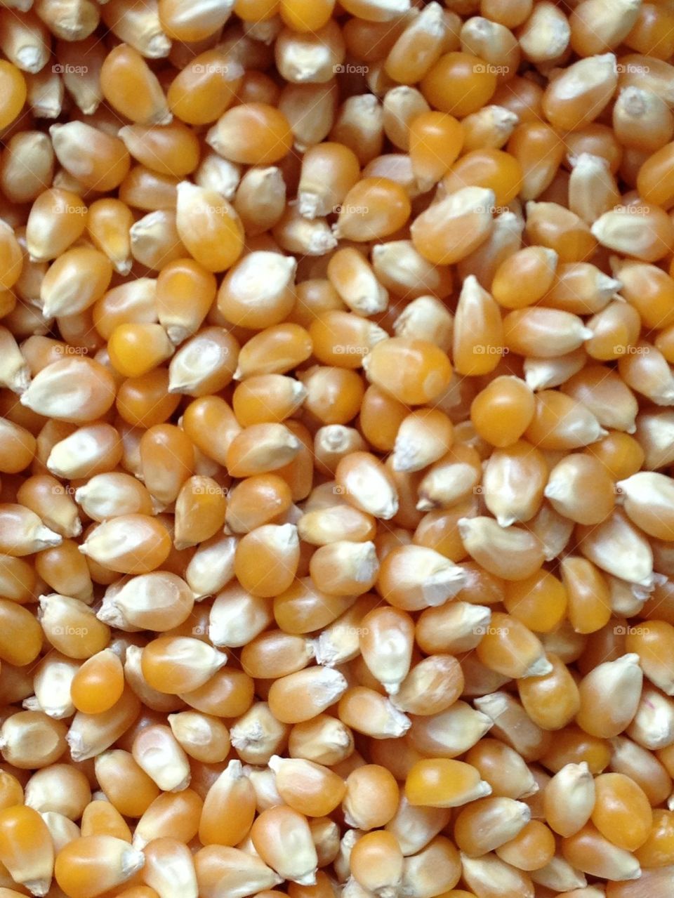 Popcorn Kernels