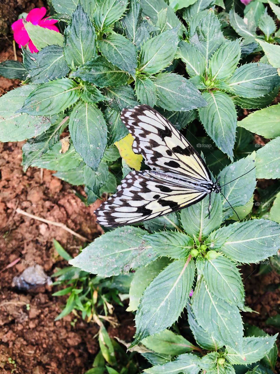 butterfly vally