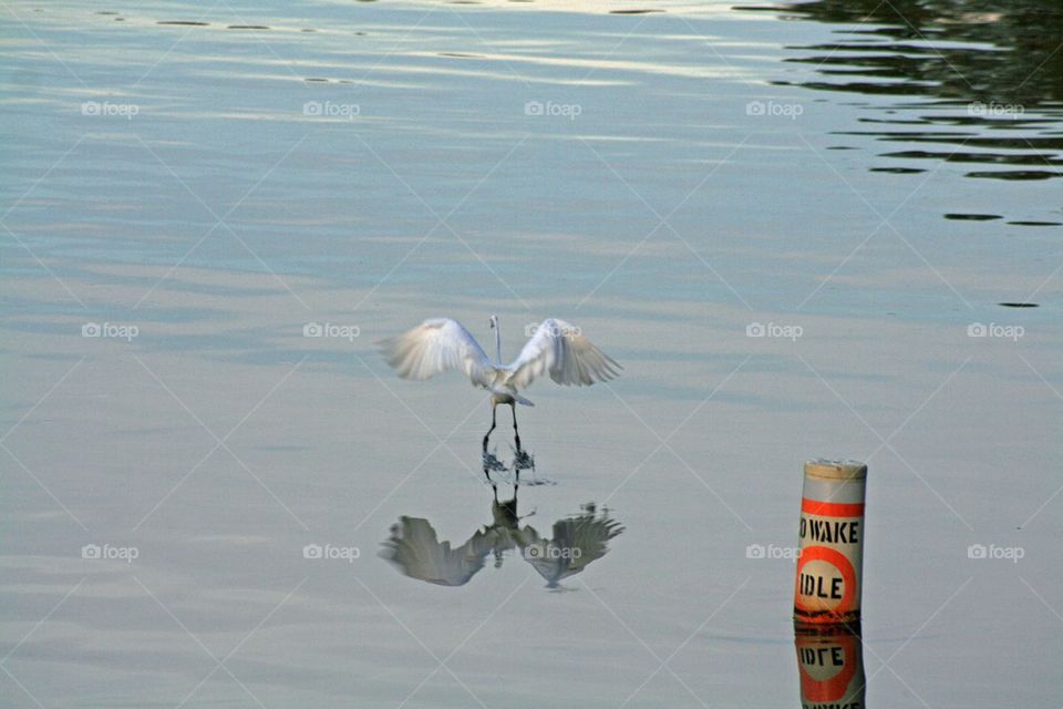 Bird on the water
