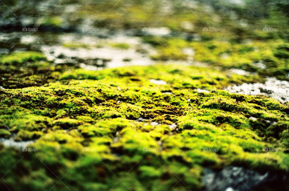 moss