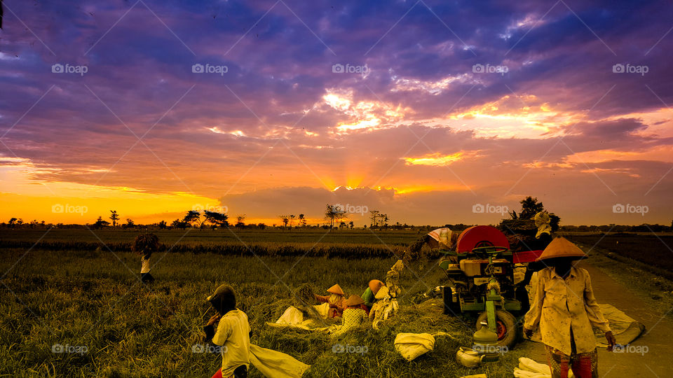 working together inn the rice field