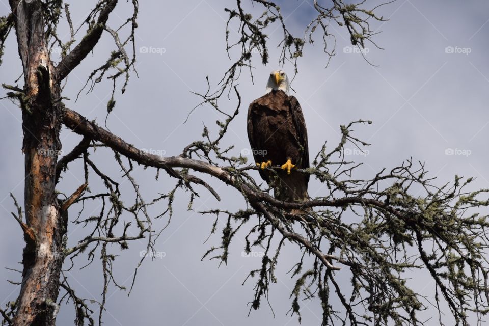 Bald Eagle